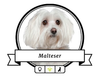 Malteser Momo Malteser Momo