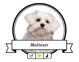 Malteser Malte Malteser Malte