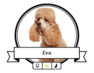 Pudel Eva Pudel Eva