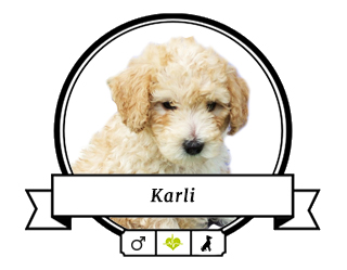 Pudel Karli Pudel Karli