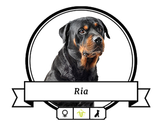 Rottweiler Ria Rottweiler Ria