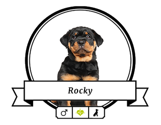 Rottweiler Rocky Rottweiler Rocky