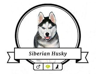 Siberian Husky Anuk Siberian Husky Anuk