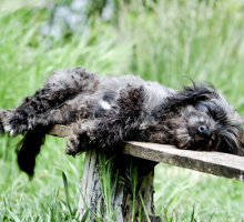 ältere Hunde