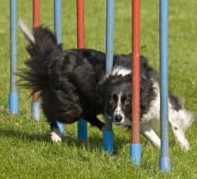 Sport-und Gebrauchshunde