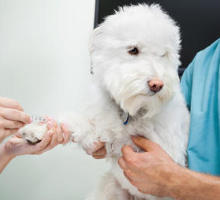 Allergietest bei Hunden