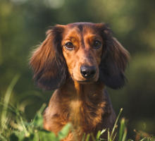 Blasenentzündung beim Hund