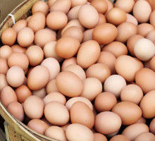 Eier