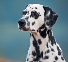 Harnsteine beim Hund