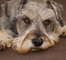 Herzerkrankungen beim Hund
