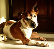 Hund mit Ball