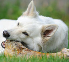 Knochen