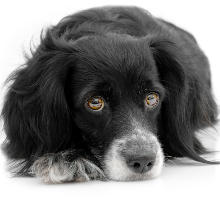 Lebererkrankungen beim Hund