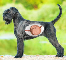 Magendrehung beim Hund