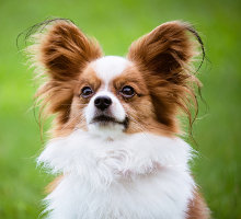 Minihund