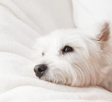 Niereninsuffizienz beim Hund