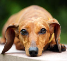 Bauchspeichelerkrankungen beim Hund