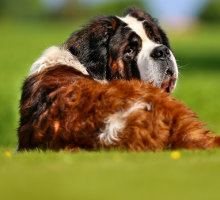 Riesenhund