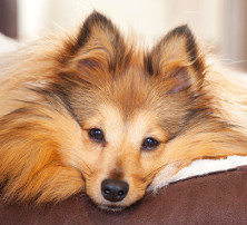 Schilddrüsenunterfunktion beim Hund