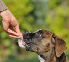 Tumorerkrankungen beim Hund