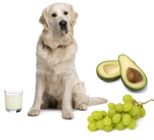 Was dürfen Hunde nicht essen