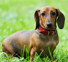 wenig aktive Hunde