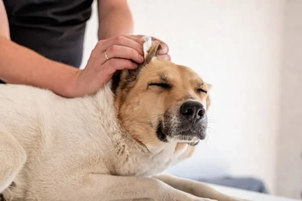 Mann-reinigt-die-Ohren-seines-Hundes