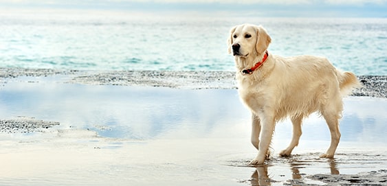 Hund am Meer