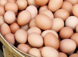 Rohstoffe im Hundefutter - Eier