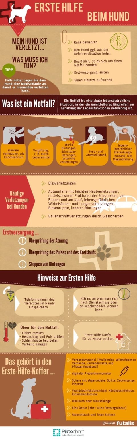 Erste Hilfe Beim Hund Pdf Erste Hilfe für Hunde: Blasse Schleimhaut sehen