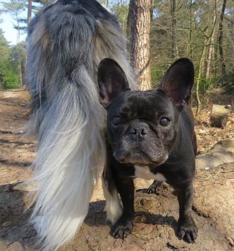 Bulldogge Frodo und Matze
