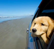 Hund-schaut-aus-Autofenster
