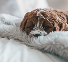Liegender Hund auf Decke
