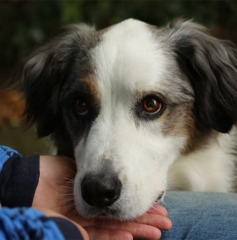 Erfolge beim Training von Hundekommandos