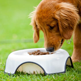 Hund frisst aus Napf