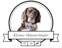 Kleiner Münsterländer Portrait