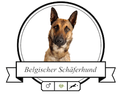 rassespezifische Krankheiten beim Belgischen Schäferhund