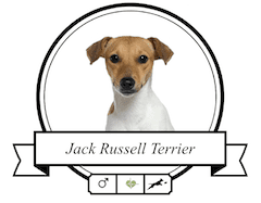 Jack Russell Terrier Rassenmerkmale