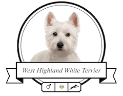 West Highland Terrier Rassenmerkmale