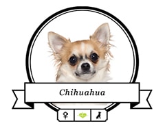 Chihuahua Krankheiten und Vorbeugung » futalis.de