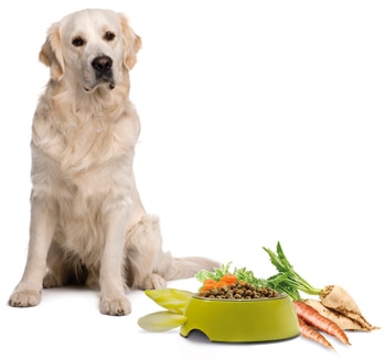 Faserstoffe in der Hundeernährung