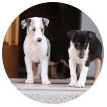 Zwei Hunde