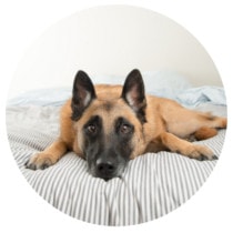 Hund liegt auf Bett