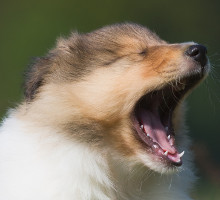 Zahnwechsel-beim-Hund