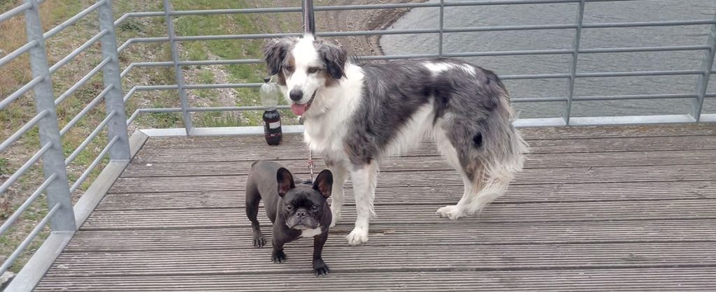 Bulldogge Frodo und Assistenzhund Matze