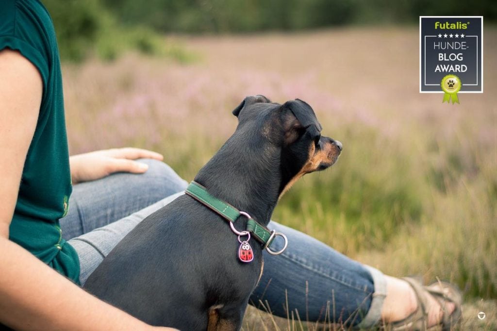 Blog des Monts Buddy&Me