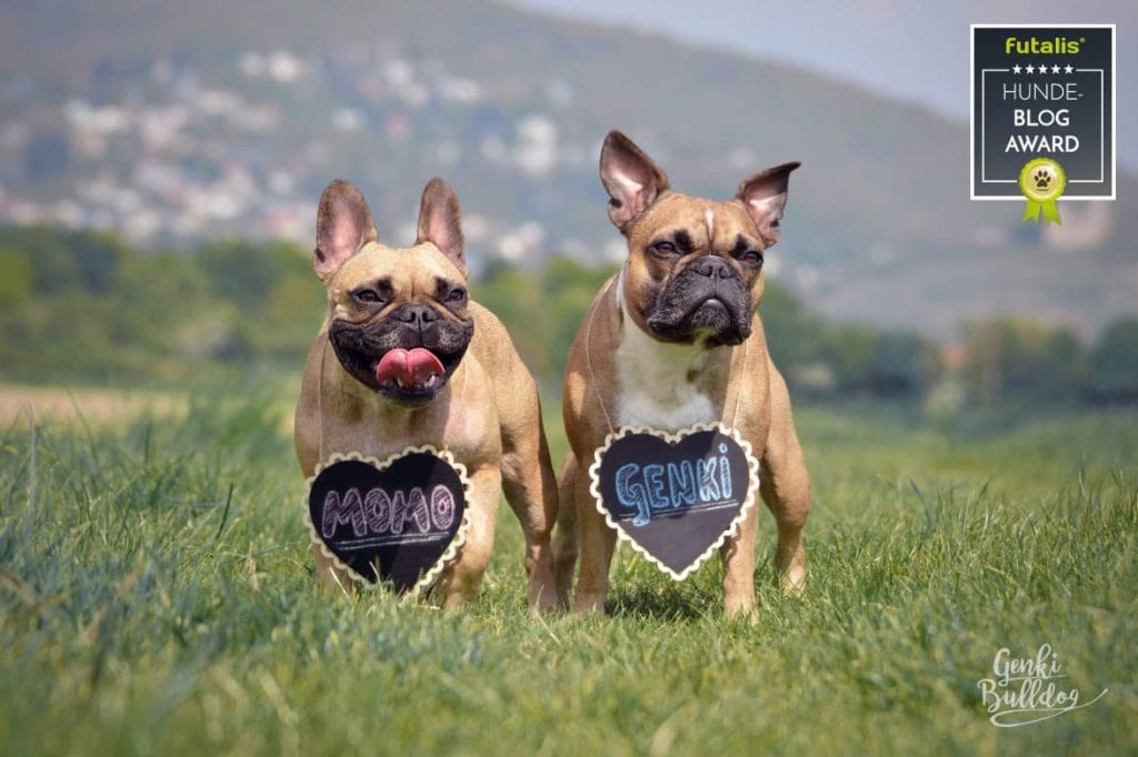 Blog des Monats GenkiBulldog