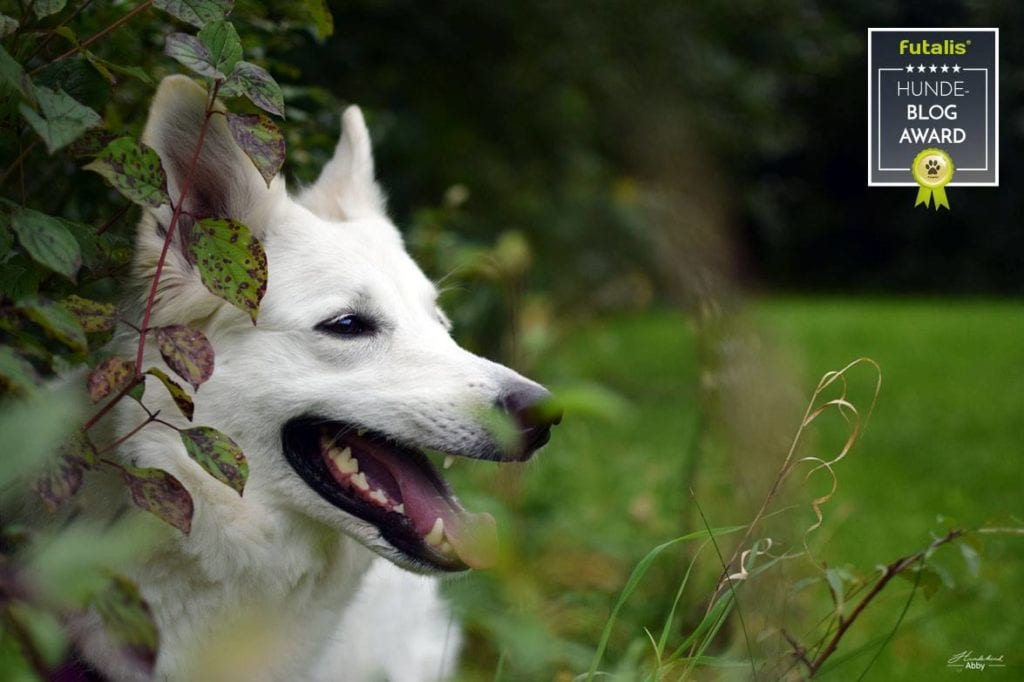 Hundekind Abby Blog
