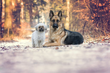 Hundeblog des Monats April 2017