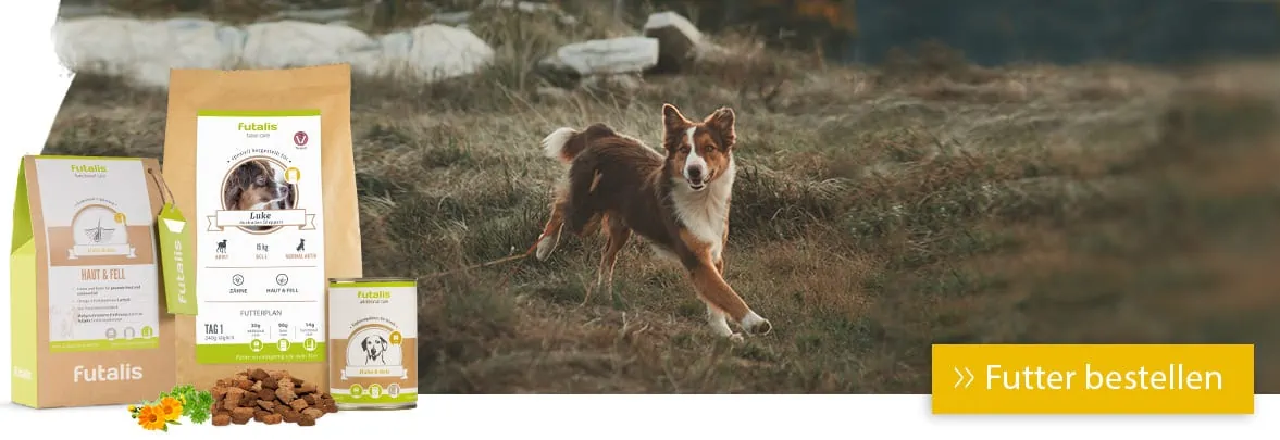 Hund rennt über die Wiese: Achtung Lungenwürmer